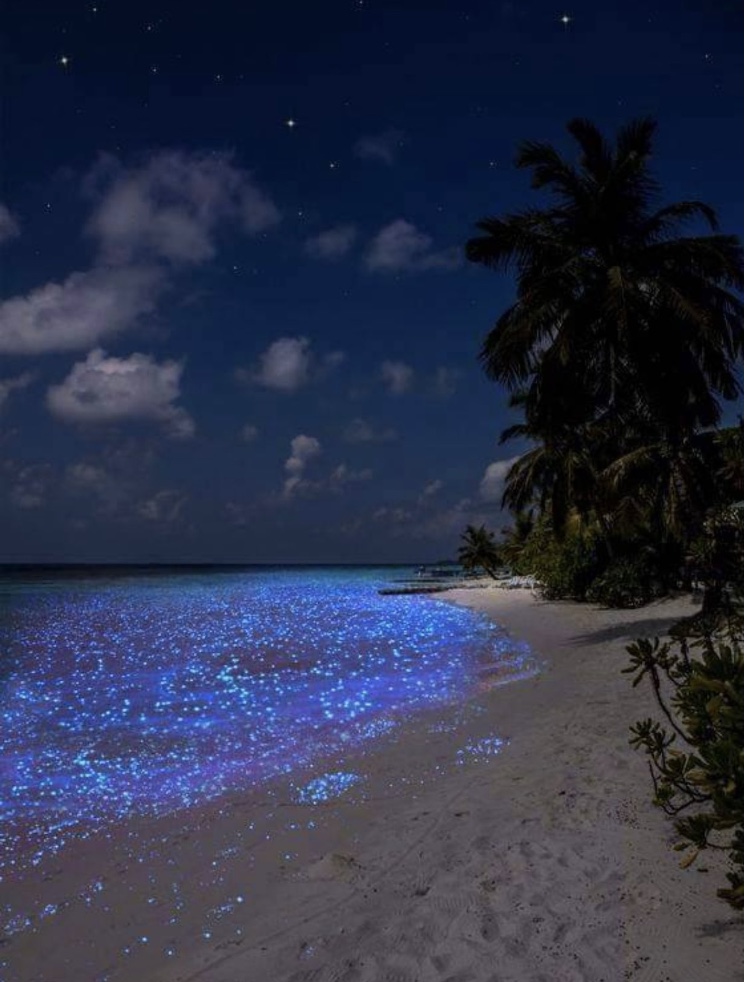 Sea of Stars Maldives What to Know